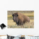 American Bison on the Plains Wall Mural