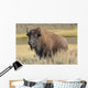 American Bison on the Plains Wall Mural