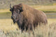 American Bison on the Plains Wall Mural