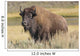 American Bison on the Plains Wall Mural