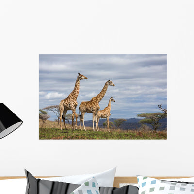 Giraffes Game Reserve Wall Mural shown on a wall
