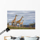 giraffes in game reserve Wall Mural