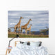 giraffes in game reserve Wall Mural
