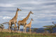 giraffes in game reserve Wall Mural