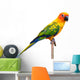 Sun Conure