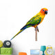 Sun Conure