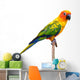 Sun Conure