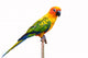 Sun Conure