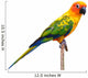 Sun Conure