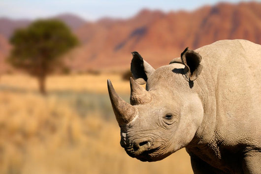 black rhinoceros Wall Mural