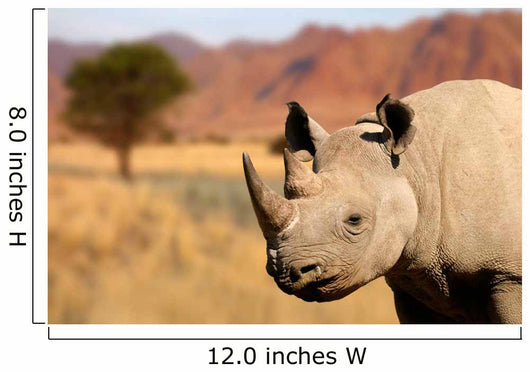 black rhinoceros Wall Mural