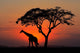 Silhouetted tree and giraffe against a red sunset Wall Mural