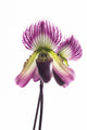 Paphiopedilum Orchids Flower