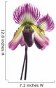 Paphiopedilum Orchids Flower