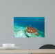 Hawksbill Sea Turtle
