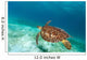 Hawksbill Sea Turtle
