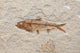 fossil fish Wall Mural