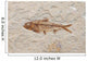 fossil fish Wall Mural