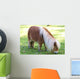 Miniature Pony