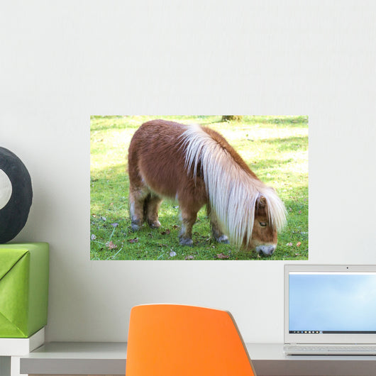 Miniature Pony