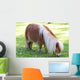 Miniature Pony