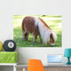 Miniature Pony