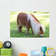 Miniature Pony