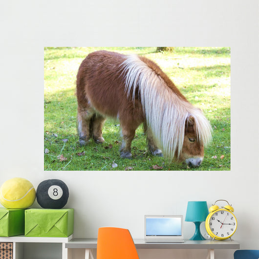 Miniature Pony