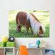 Miniature Pony