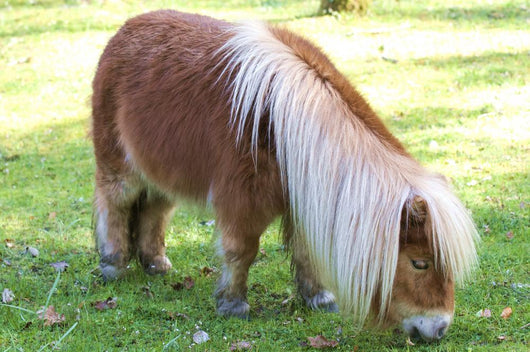 Miniature Pony