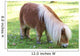 Miniature Pony