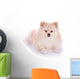 white pomeranian puppy dog Wall Decal
