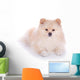 white pomeranian puppy dog Wall Decal