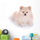 white pomeranian puppy dog Wall Decal