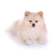 white pomeranian puppy dog Wall Decal