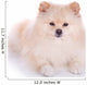 white pomeranian puppy dog Wall Decal