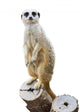 Mongoose Wall Decal