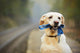 Dog on the railway platform Wall Mural