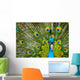 male peacock Wall Mural