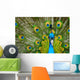 male peacock Wall Mural