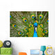 male peacock Wall Mural