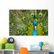 male peacock Wall Mural