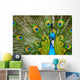 male peacock Wall Mural