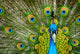 male peacock Wall Mural
