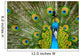 male peacock Wall Mural