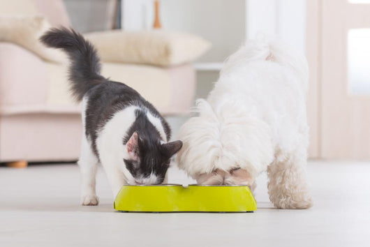 Dog and cat eating food from a bowl Wall Mural