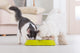 Dog and cat eating food from a bowl Wall Mural