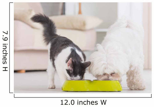 Dog and cat eating food from a bowl Wall Mural