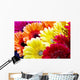 Gerbera Flowers Wall Decal
