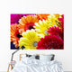 Gerbera Flowers Wall Decal